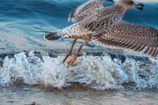Link to Photo | 2020, gull, Baltic Sea, waterfowl, bird, beach