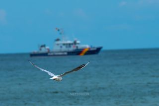 Link to Photo | 2021, gull, Baltic Sea, waterfowl, bird, beach