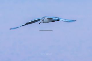 Link to Photo | gull, beach, Baltic Sea, bird, animal, waterfowl