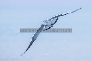 Link to Photo | gull, beach, Baltic Sea, bird, animal, waterfowl