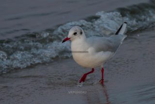 Link to Photo | gull, beach, Baltic Sea, bird, animal, waterfowl