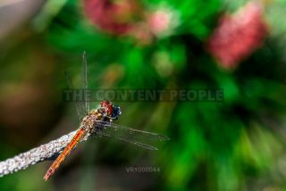 Link to Photo | 2021, Fluid inclusions, heraldic insect, Rügen