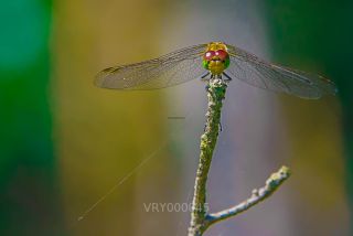 Link zum Foto | 2021, Libelle, Insekt, Rügen