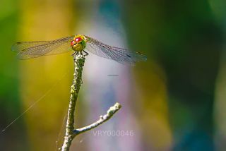 Link zum Foto | Libelle, Rügen, Insekt, Tier