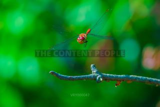Link to Photo | Fluid inclusions, Rügen, heraldic insect, animal