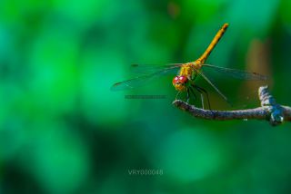 Link to Photo | 2021, Fluid inclusions, heraldic insect, Rügen