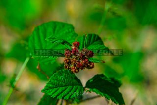 Link to Photo | 2021, plant, berry