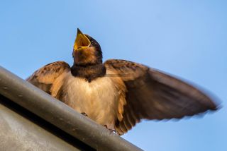 Link to Photo | swallow, bird, animal