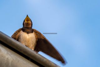 Link to Photo | 2021, swallow, bird