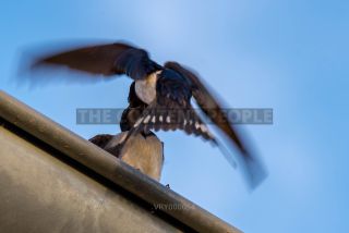 Link to Photo | 2021, swallow, bird