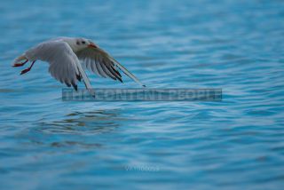 Link to Photo | 2021, gull, Baltic Sea, waterfowl, bird, beach