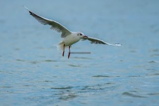 Link to Photo | gull, beach, Baltic Sea, bird, animal, waterfowl