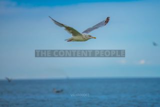 Link to Photo | 2021, gull, Baltic Sea, waterfowl, bird, beach