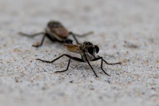Link zum Foto | Fortpflanzung, Befruchtung, Kopulation, Strand, Insekt, Tier