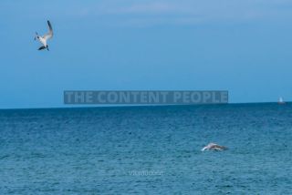 Link to Photo | 2021, gull, Baltic Sea, waterfowl, bird, beach