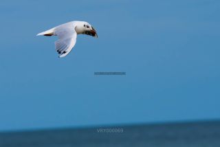 Link to Photo | gull, beach, Baltic Sea, bird, animal, waterfowl