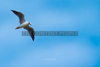 Link to Photo | 2021, gull, Baltic Sea, waterfowl, bird, beach
