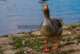 Link to Photo | 2021, goose