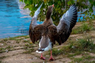 Link to Photo | goose, animal