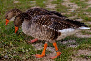 Link to Photo | goose, animal