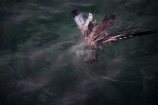 Link zum Foto | 2021, Gardasee, Oberitalien