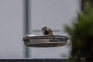 Link to Photo | House Sparrow, eating