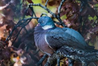 Link to Photo | pigeon