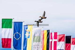 Link to Photo | duck, Lake Garda