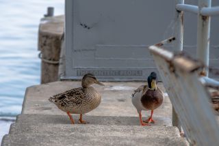 Link to Photo | duck, Lake Garda