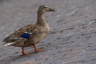 Link to Photo | duck, Lake Garda
