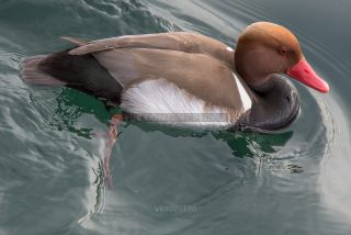 Link to Photo | duck, Lake Garda