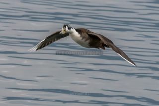 Link to Photo | duck, Lake Garda