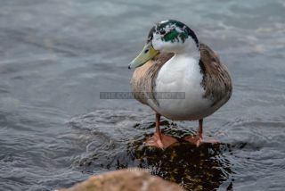 Link to Photo | duck, Lake Garda