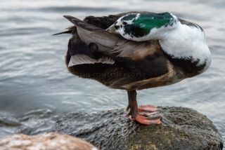 Link to Photo | duck, Lake Garda