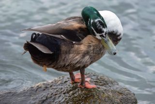 Link to Photo | duck, Lake Garda