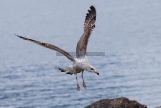 Link to Photo | Laridae, Lake Garda