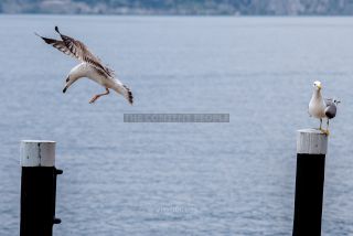 Link to Photo | Laridae, Lake Garda