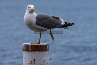 Link to Photo | Laridae, Lake Garda