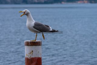 Link to Photo | Laridae, Lake Garda