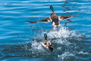 Link to Photo | duck, Lake Garda