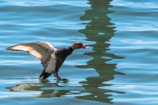 Link to Photo | duck, Lake Garda