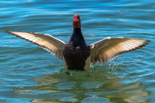 Link to Photo | duck, Lake Garda