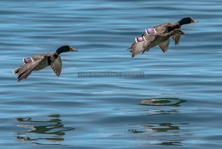 Link to Photo | duck, Lake Garda