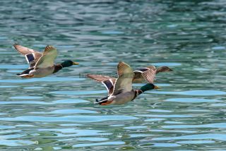 Link to Photo | duck, Lake Garda