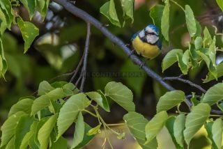 Link to Photo | blue, May, spring, summer, broad-leaved tree, tit, Betula, Eurasian Blue Tit, green, leaf, 2022, birds, yellow