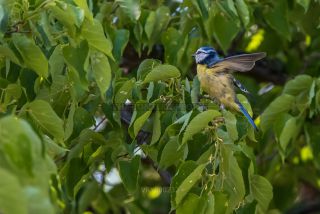 Link to Photo | blue, May, spring, summer, broad-leaved tree, tit, Betula, Eurasian Blue Tit, green, leaf, 2022, birds, yellow