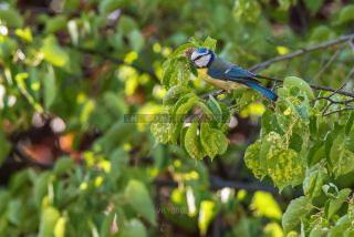 Link to Photo | blue, May, spring, summer, broad-leaved tree, tit, Betula, Eurasian Blue Tit, green, leaf, 2022, birds, yellow
