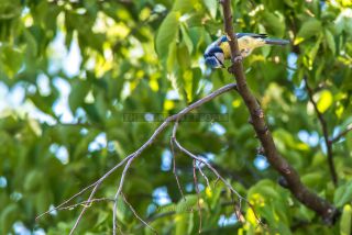 Link to Photo | blue, May, spring, summer, broad-leaved tree, tit, Betula, Eurasian Blue Tit, green, leaf, 2022, birds, yellow
