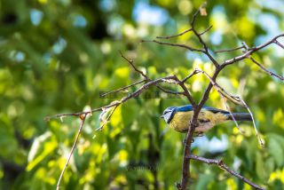 Link to Photo | blue, May, spring, summer, broad-leaved tree, tit, Betula, Eurasian Blue Tit, green, leaf, 2022, birds, yellow