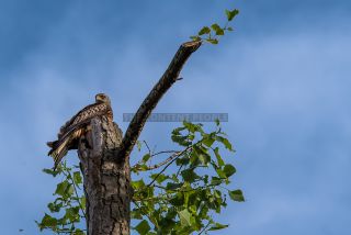 Link to Photo | red kite